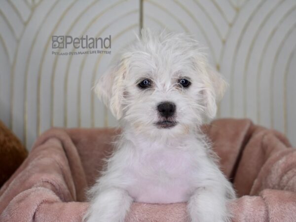 Shih Tzu / Miniature Schnauzer Dog Female White 792 Petland Independence, Missouri