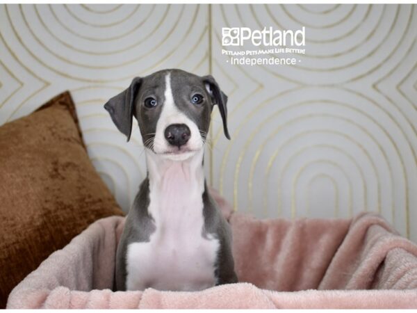 Italian Greyhound Dog Male Blue & White 5684 Petland Independence, Missouri