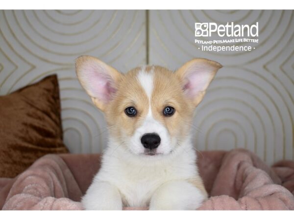 Pembroke Welsh Corgi-Dog-Male-Fawn White Markings-5692-Petland Independence & Lee's Summit, MO