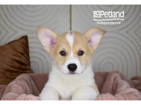 Pembroke Welsh Corgi Dog Male Fawn White Markings 5692 Petland Independence, Missouri