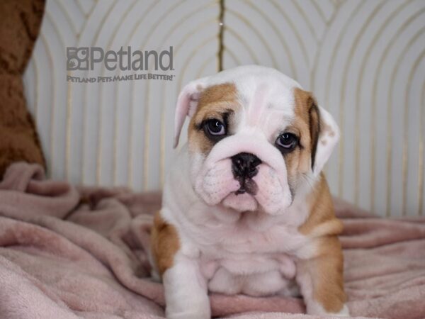 English Bulldog Dog Female Red Piebald 812 Petland Independence, Missouri