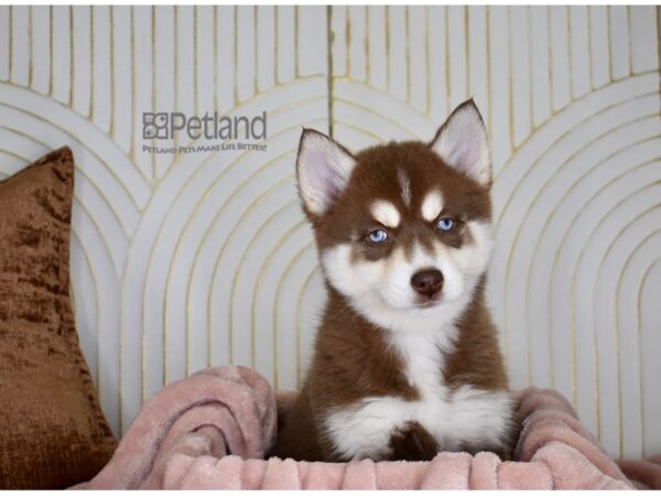 Pomsky-Dog-Female-Red & White Tan Markings-801-Petland Independence & Lee's Summit, MO