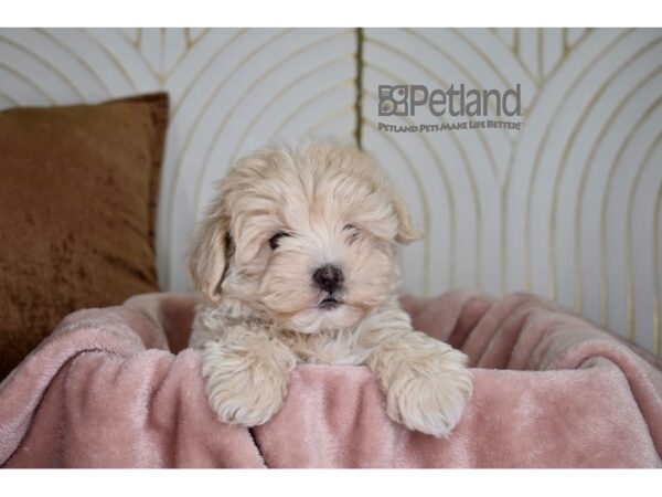 Schnoodle Dog Male Apricot 824 Petland Independence, Missouri