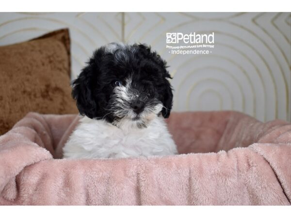 Havapoo Dog Female Black & White 5698 Petland Independence, Missouri