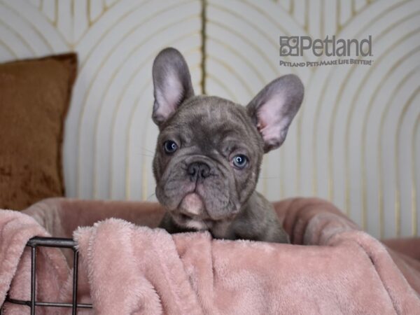 French Bulldog Dog Male Blue Brindle 840 Petland Independence, Missouri