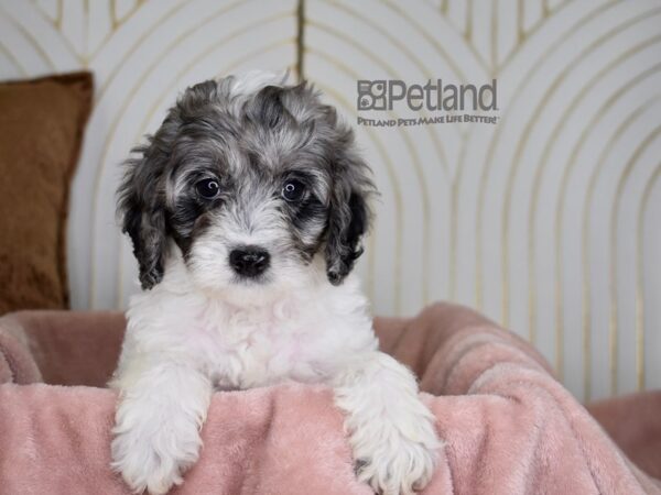 Cockapoo Dog Female Blue Merle Parti 842 Petland Independence, Missouri