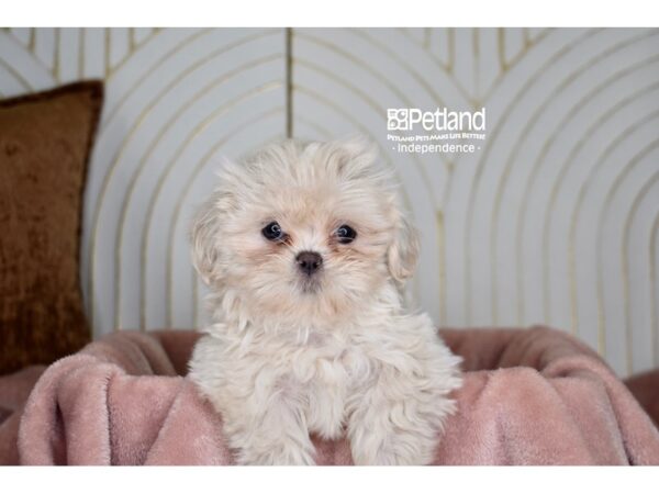 Shih Tzu-Dog-Female-Lavender-5715-Petland Independence, Missouri