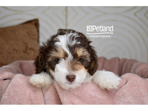 Miniature Goldendoodle Dog Male Brown, White, & Rust 5712 Petland Independence, Missouri