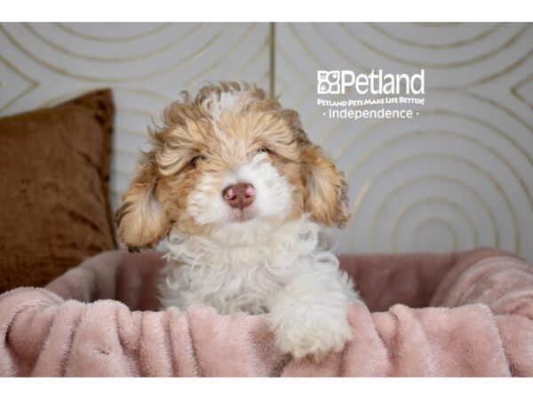 Miniature Goldendoodle Dog Female Golden Parti 5720 Petland Independence, Missouri