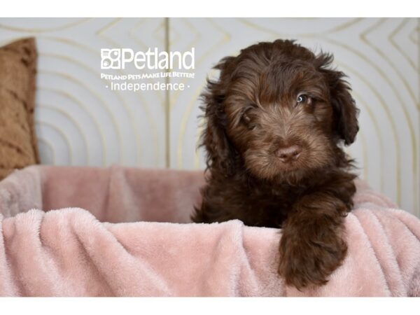 Miniature Goldendoodle Dog Male Chocolate 5719 Petland Independence, Missouri