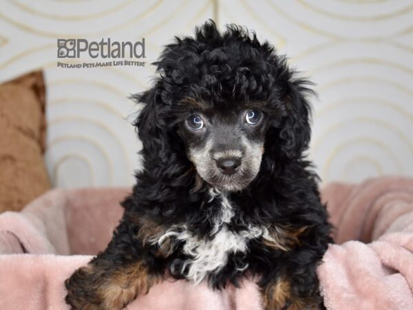 Miniature Poodle Dog Male Black& tan 854 Petland Independence, Missouri