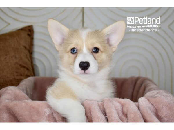 Pembroke Welsh Corgi-Dog-Female-Cream White Markings-5726-Petland Independence & Lee's Summit, MO