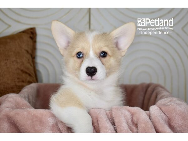 Pembroke Welsh Corgi Dog Female Cream White Markings 5726 Petland Independence, Missouri