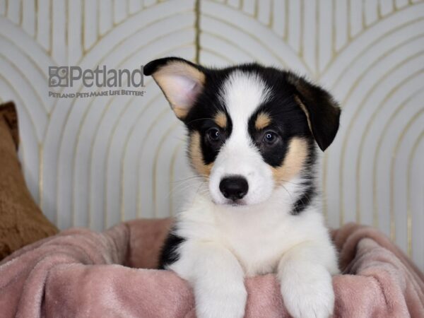 Pembroke Welsh Corgi-Dog-Male-black tri-856-Petland Independence, Missouri