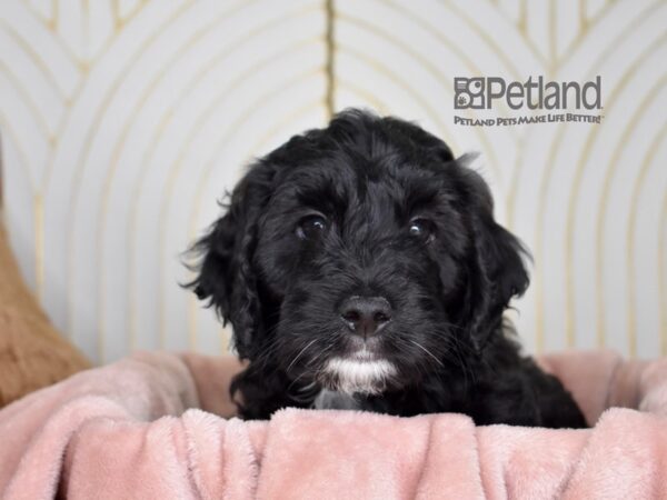 Miniature Goldendoodle-Dog-Male-Black-861-Petland Independence & Lee's Summit, MO