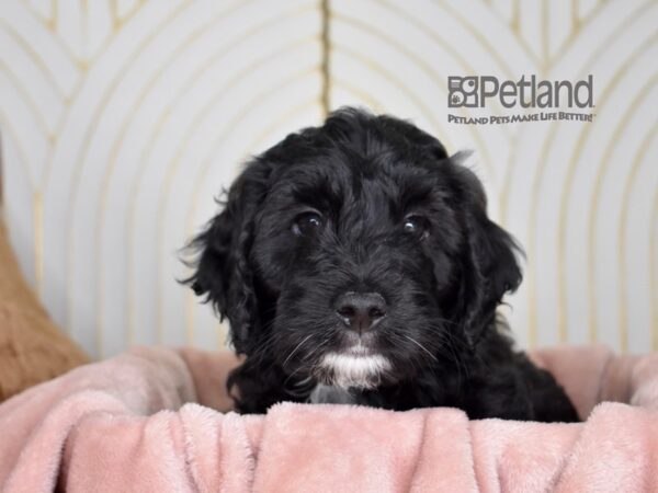 Miniature Goldendoodle Dog Male Black 861 Petland Independence, Missouri