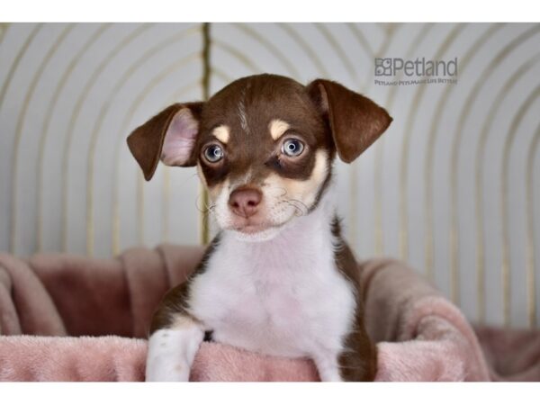 Chihuahua Dog Male 853 Petland Independence, Missouri