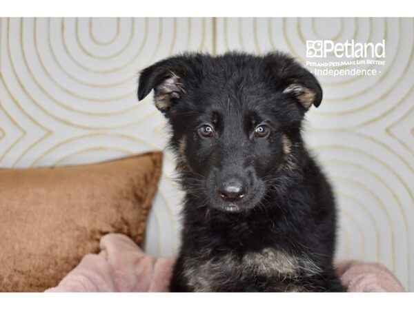 German Shepherd-Dog-Female-Black & Tan-5744-Petland Independence, Missouri