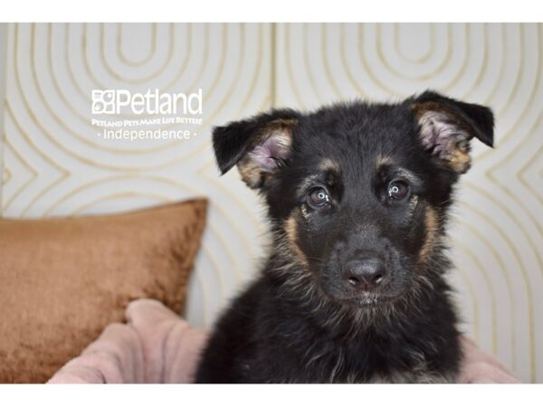 German Shepherd-Dog-Male-Black & Tan-5743-Petland Independence, Missouri