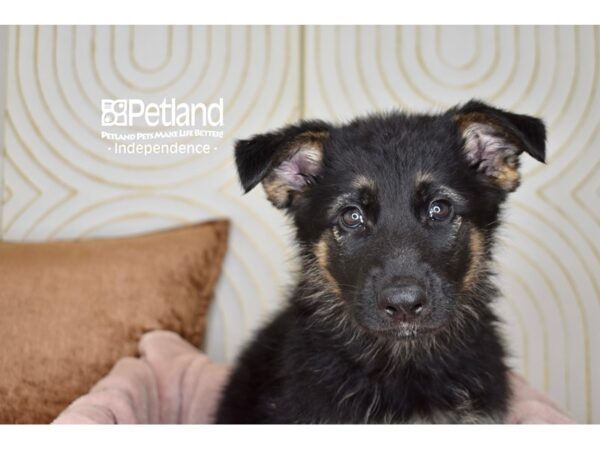 German Shepherd-Dog-Male-Black & Tan-5743-Petland Independence & Lee's Summit, MO