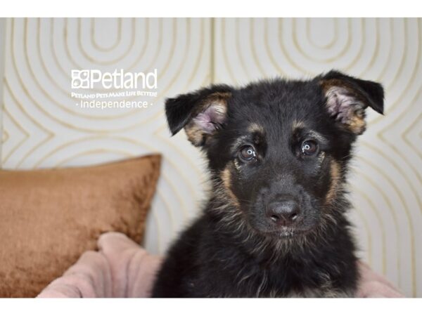 German Shepherd Dog Male Black & Tan 5743 Petland Independence, Missouri