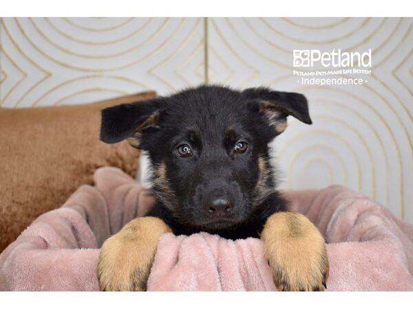 German Shepherd Dog Male Black & Tan 5742 Petland Independence, Missouri