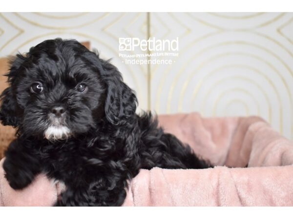 Shihpoo-Dog-Male-Black-5737-Petland Independence & Lee's Summit, MO
