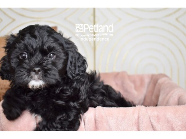 Shihpoo-Dog-Male-Black-5737-Petland Independence, Missouri