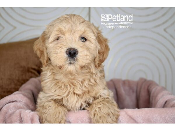 Miniature Goldendoodle Dog Male Golden 5746 Petland Independence, Missouri