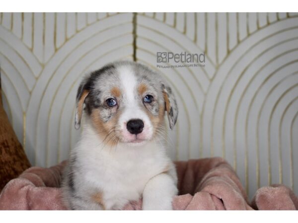 Pembroke Welsh Corgi Dog Male blue merle 866 Petland Independence, Missouri