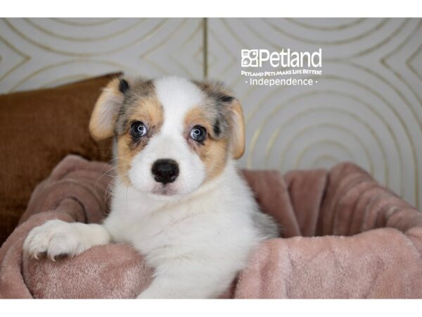 Pembroke Welsh Corgi Dog Female Blue Merle White Markings Tan Points 5750 Petland Independence, Missouri