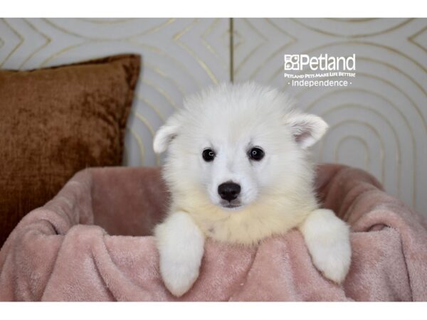 American Eskimo Dog Female White 5758 Petland Independence, Missouri