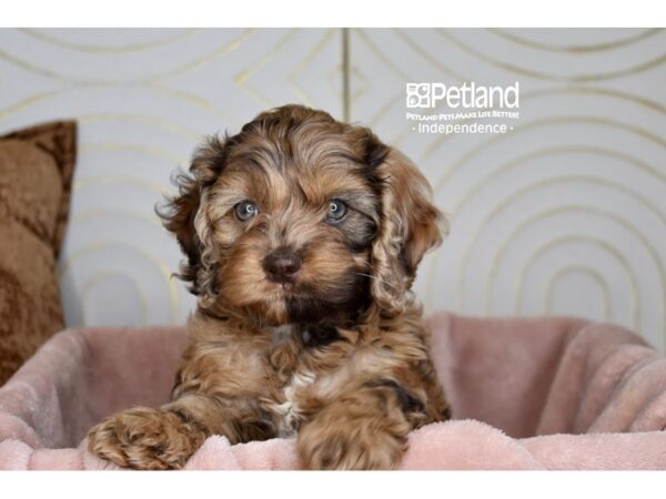 Cockapoo Dog Female Chocolate Merle Tan Points 5754 Petland Independence, Missouri