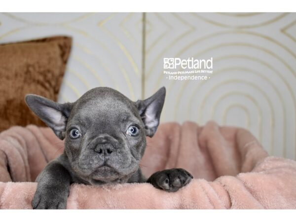 French Bulldog-Dog-Male-Blue-5751-Petland Independence & Lee's Summit, MO