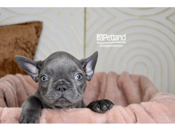 French Bulldog Dog Male Blue 5751 Petland Independence, Missouri