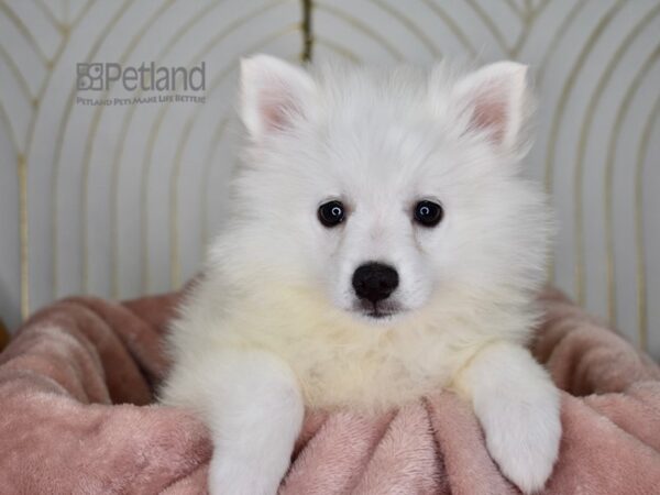American Eskimo-Dog-Female-White-869-Petland Independence, Missouri