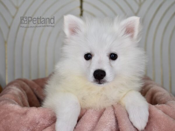 American Eskimo Dog Female White 869 Petland Independence, Missouri