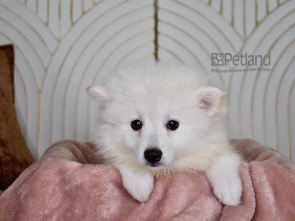 American Eskimo Dog Female White 868 Petland Independence, Missouri