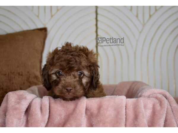 Cockapoo 2nd Generation-Dog-Male-Red-826-Petland Independence, Missouri