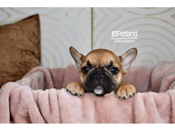 French Bulldog-Dog-Female-Fawn-5773-Petland Independence & Lee's Summit, MO
