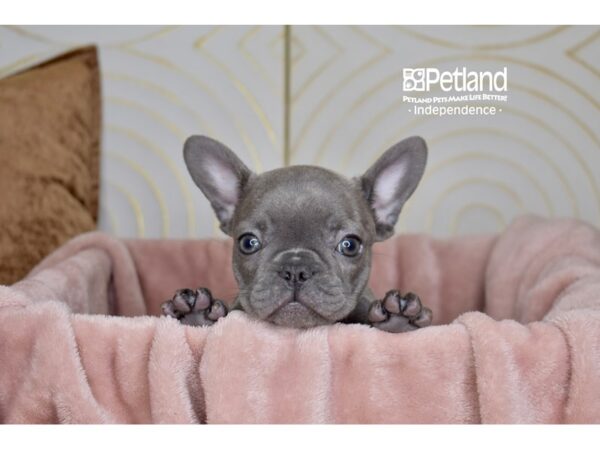 French Bulldog Dog Female Blue 5772 Petland Independence, Missouri