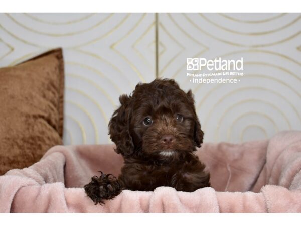Cockapoo 2nd Generation-Dog-Female-Chocolate-5769-Petland Independence & Lee's Summit, MO