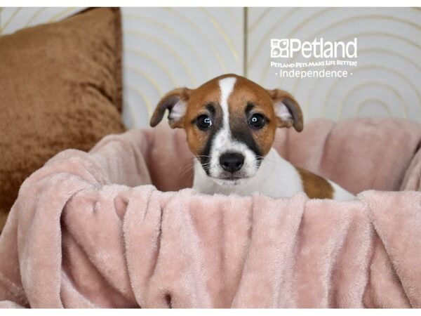 Jack Russell Terrier Dog Male Tan & White 5767 Petland Independence, Missouri