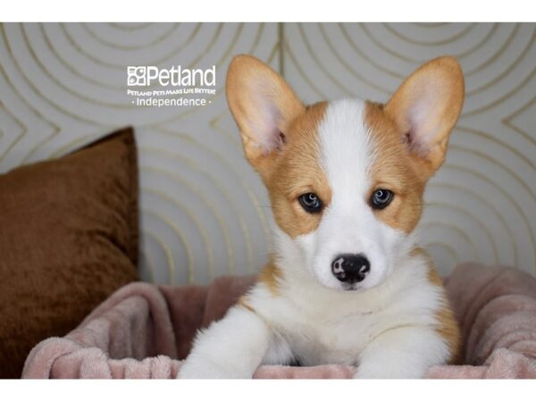 Pembroke Welsh Corgi Dog Male Red & White 5765 Petland Independence, Missouri