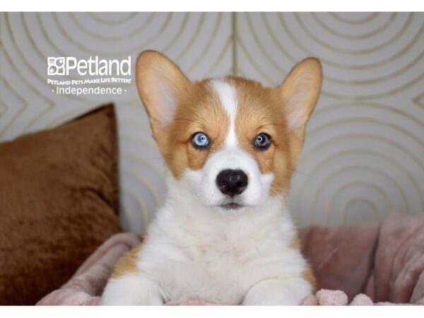 Pembroke Welsh Corgi-Dog-Male-Red & White-5764-Petland Independence & Lee's Summit, MO