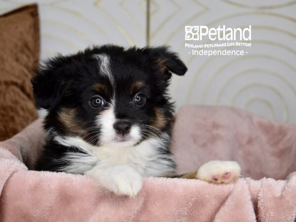 Toy Australian Shepherd Dog Female Black Tri 5762 Petland Independence, Missouri