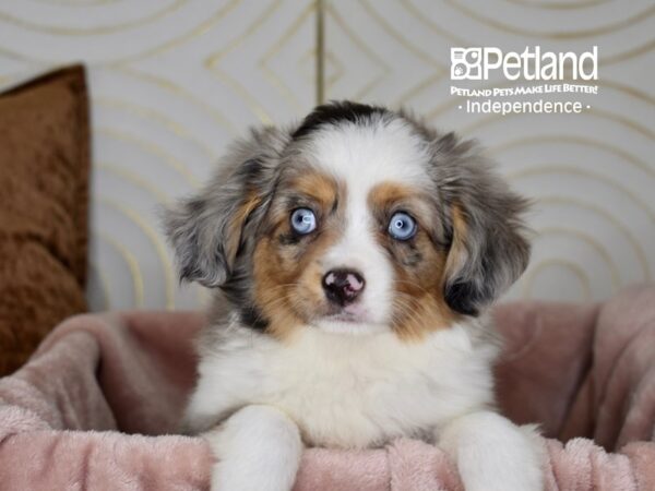 Toy Australian Shepherd Dog Female Blue Merle 5760 Petland Independence, Missouri