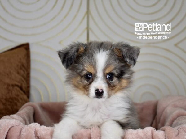 Toy Australian Shepherd Dog Male Blue Merle 5763 Petland Independence, Missouri