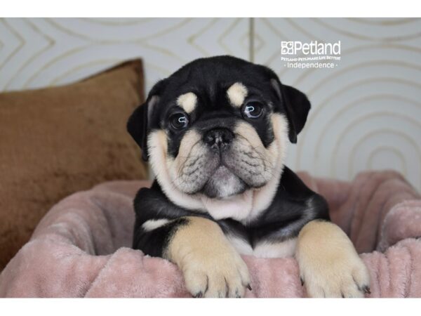 English Bulldog-Dog-Female-Black & Tan-5788-Petland Independence & Lee's Summit, MO