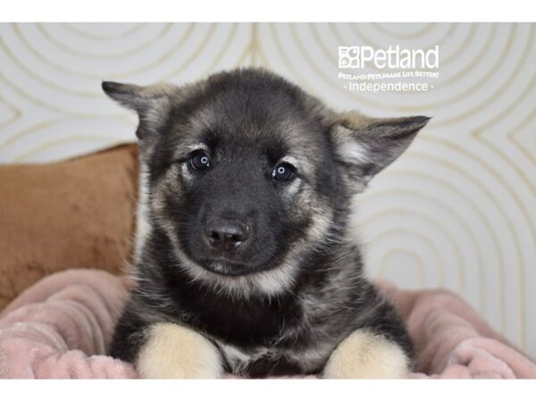 Norwegian Elkhound Dog Male Black & Silver 5780 Petland Independence, Missouri